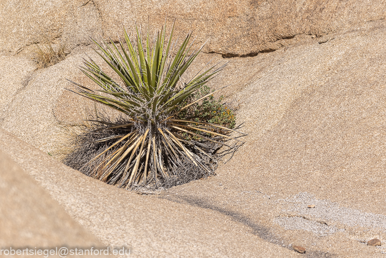 Joshua Tree